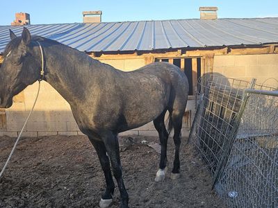 Dancing horse