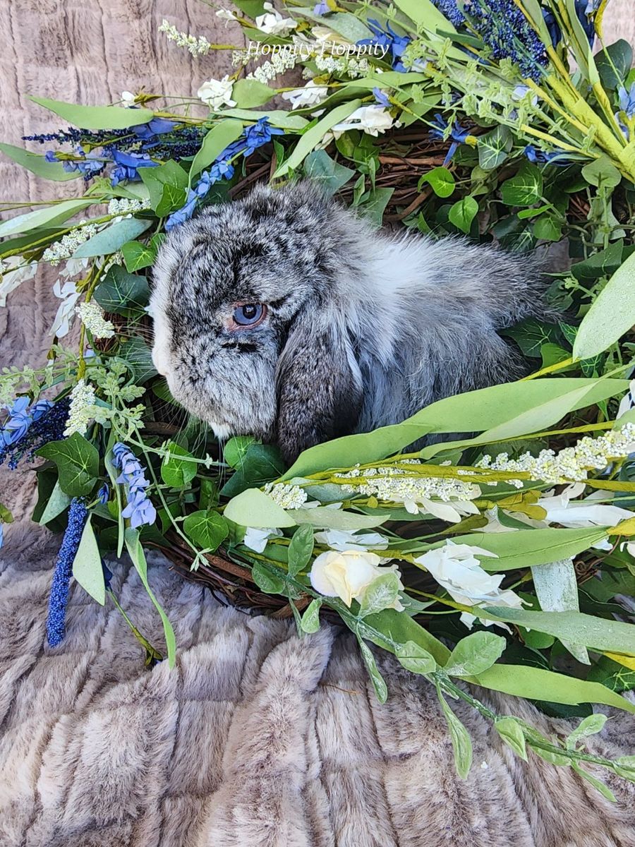 Blue Chinchilla VM (fuzzy) Holland Lop