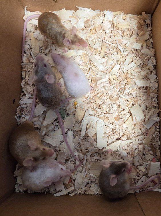 Male Fancy Mice
