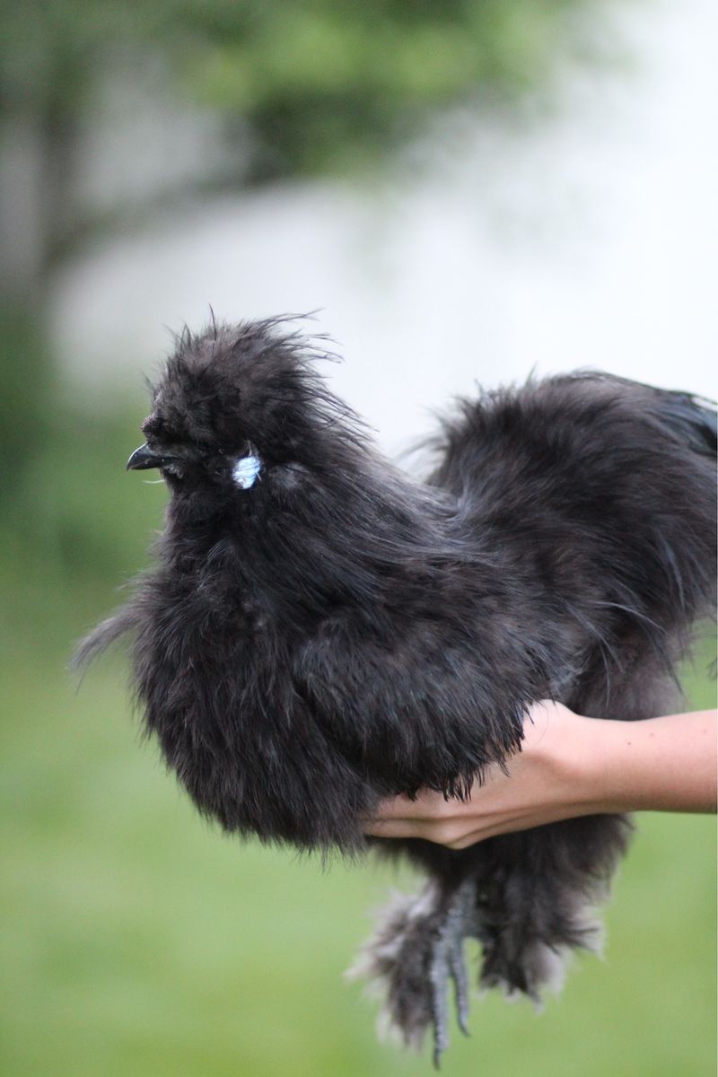 Black Silkie Rooster w/ Vaulted Skull