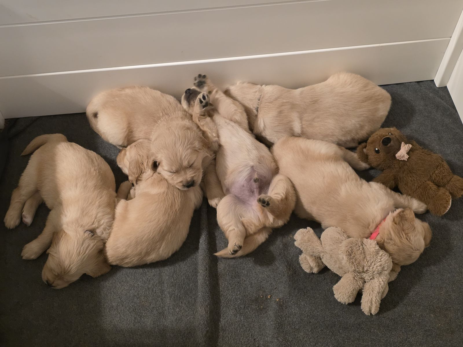 Golden Retriever Puppies - Litter Available