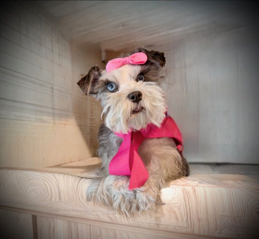 Pair of Female Miniature Schnauzers - 3 Years Old, Potty Trained