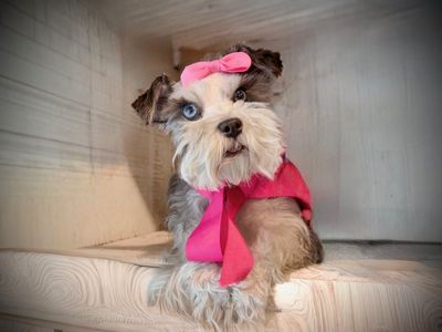 Pair of Female Miniature Schnauzers - 3 Years Old, Potty Trained