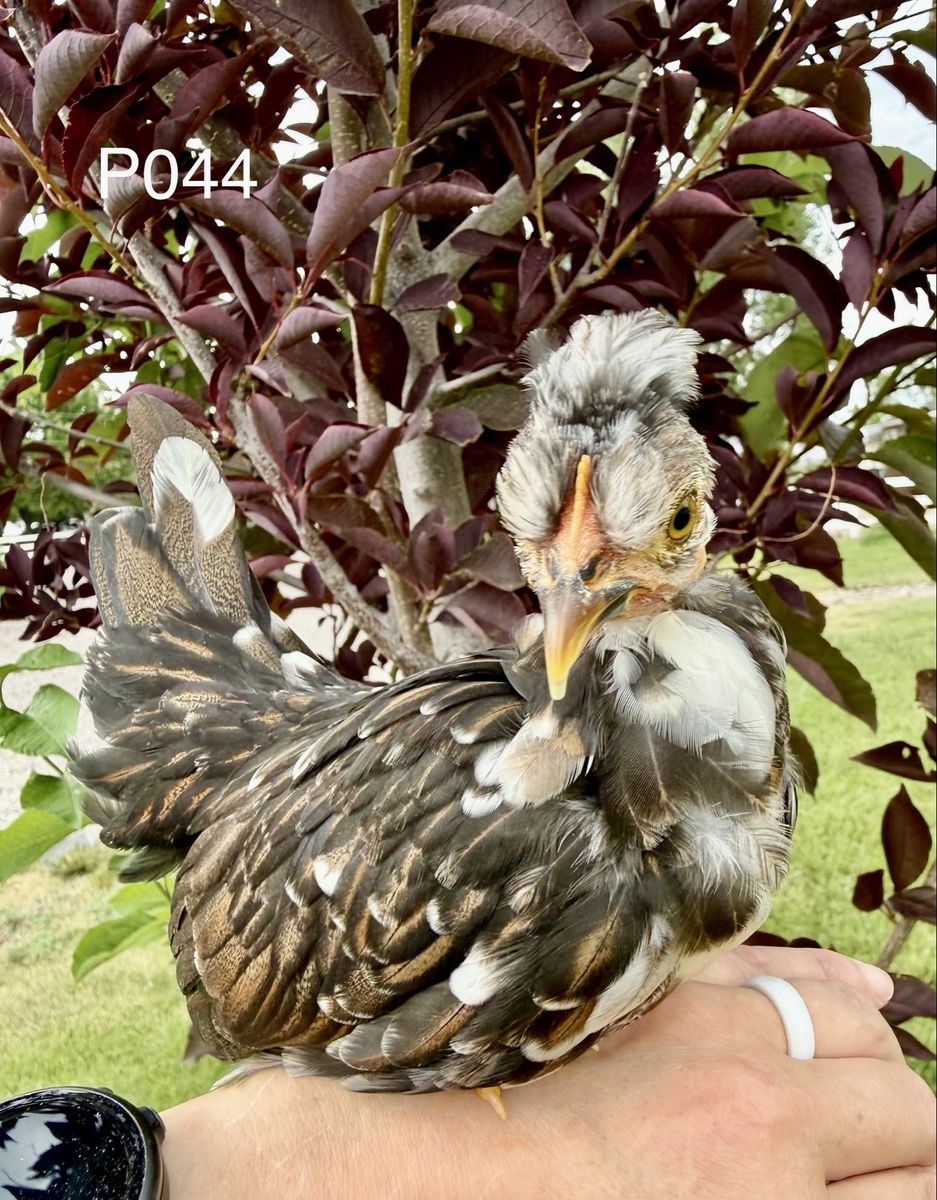 Silkie Bantam Chickens - Black and Cuckoo Colors Available (Pullets/Cockerels)