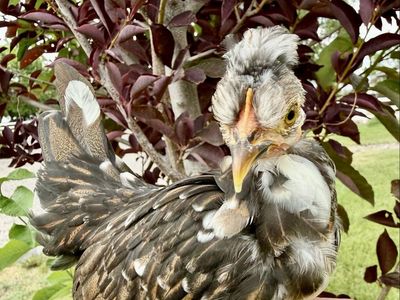 Silkie Bantam Chickens - Black and Cuckoo Colors Available (Pullets/Cockerels)