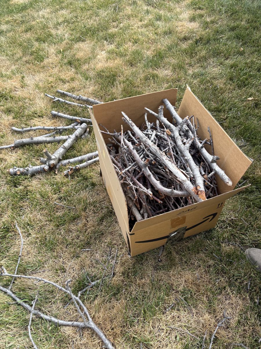 Free Cherry fire wood