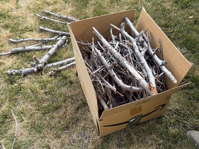 Free Cherry fire wood