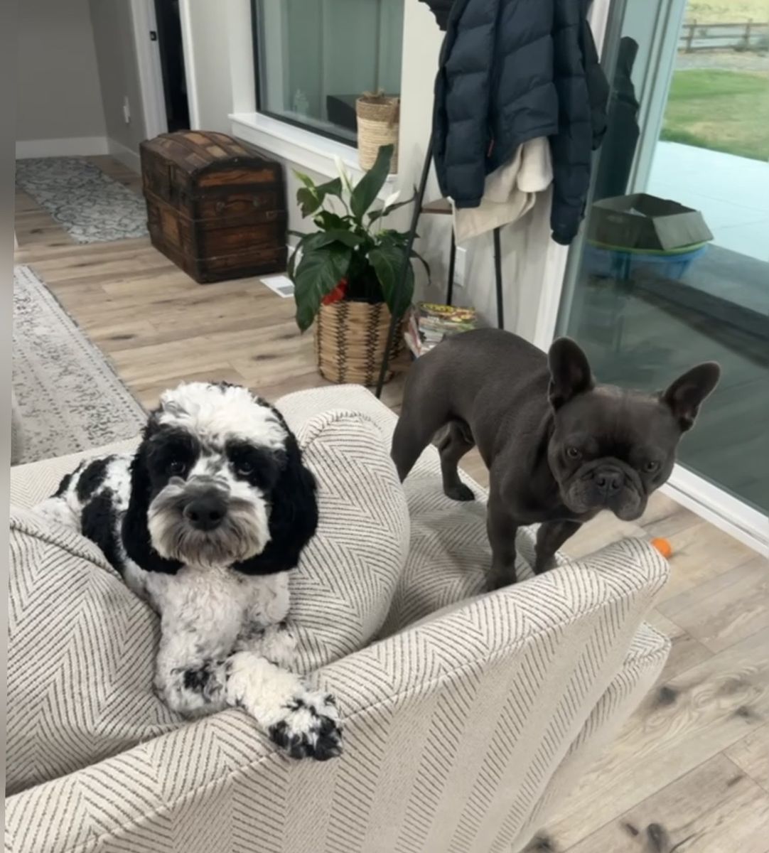 Portuguese water dog mix perfect dog!