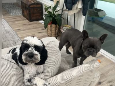 Portuguese water dog mix perfect dog!