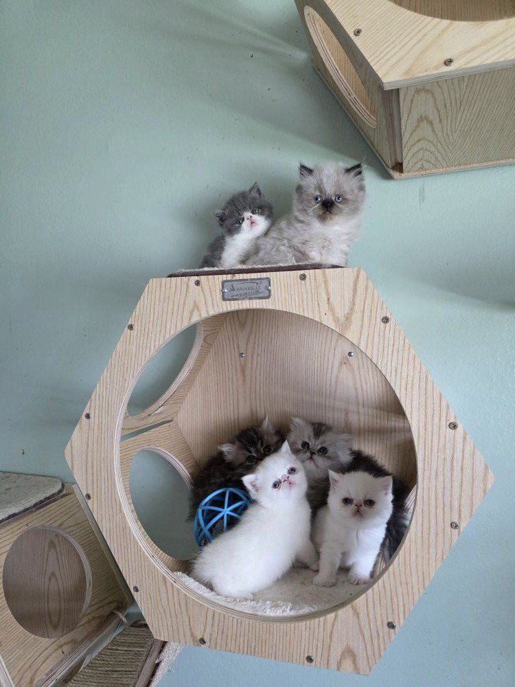 Purebred Persian kittens!
