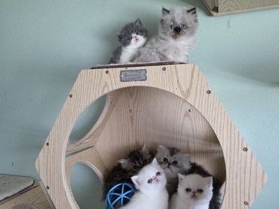 Purebred Persian kittens!