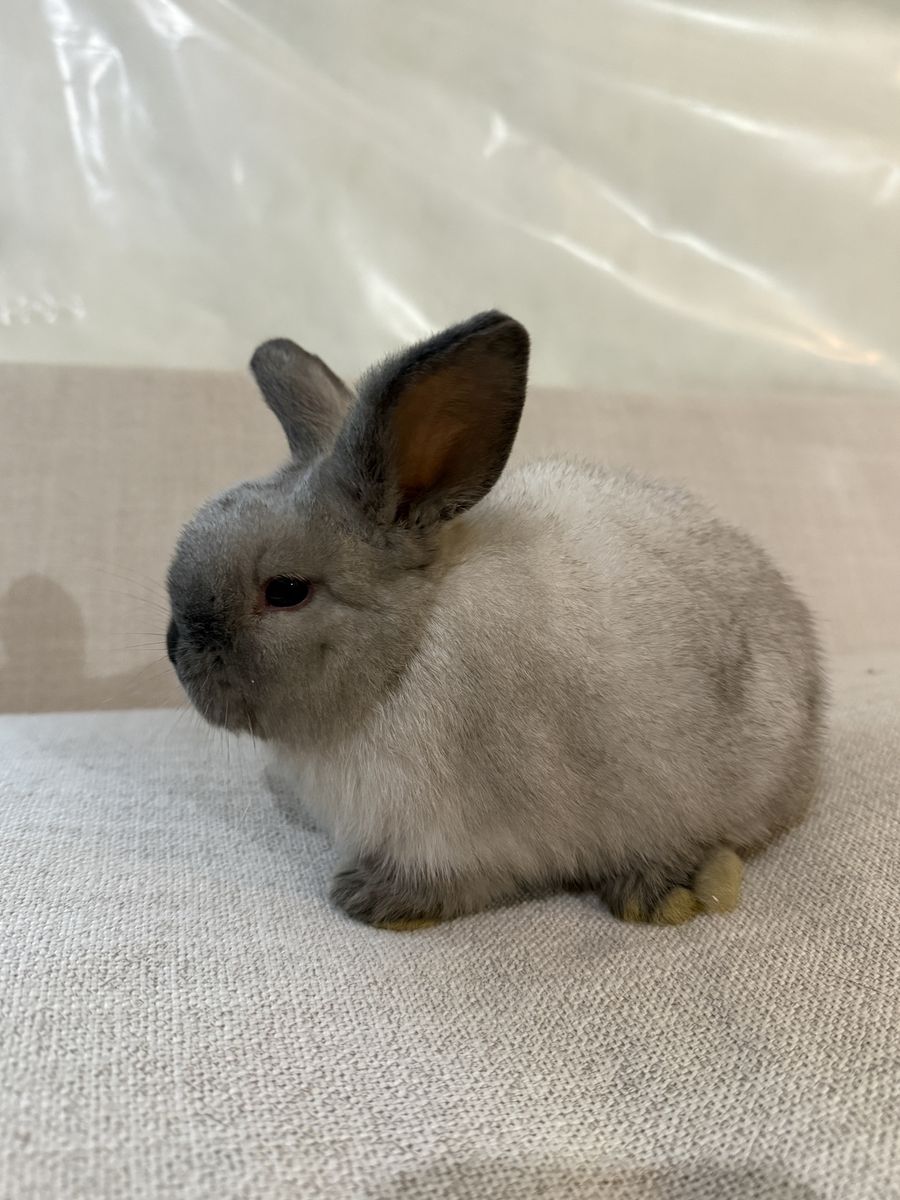 Gorgeous Purebred Holland Lop Girl