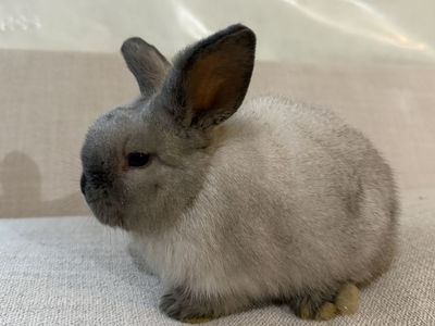 Gorgeous Purebred Holland Lop Girl