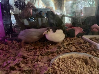 $1 cute mini button quail to good home
