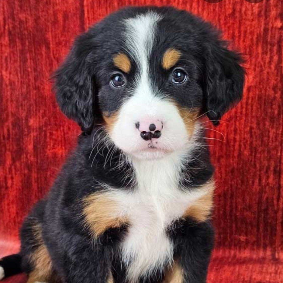 Bernese Mountain Dog Puppy, Puppies, Champion line