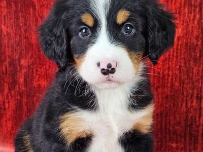 Bernese Mountain Dog Puppy, Puppies, Champion line