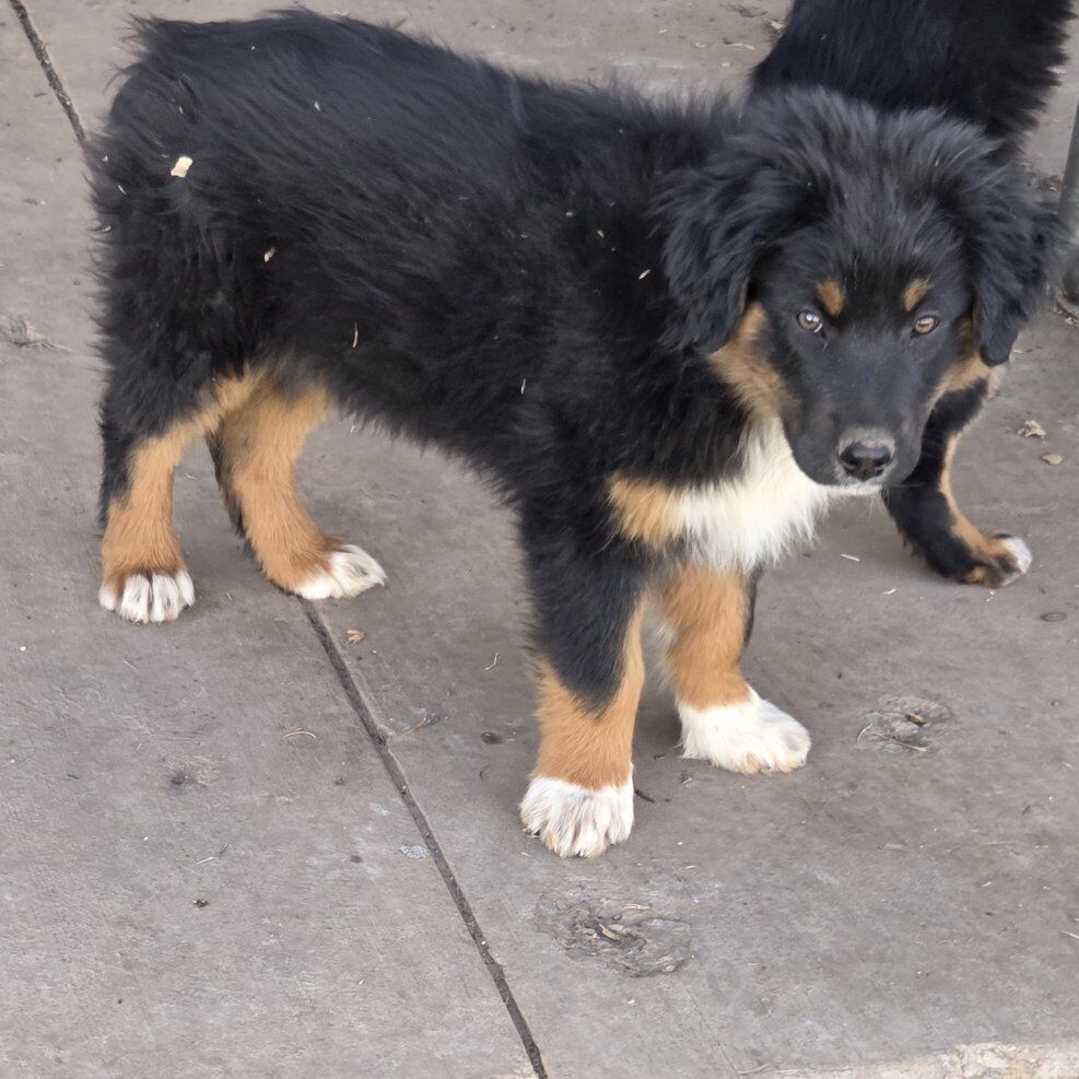 AKC Australian Shepherd puppies