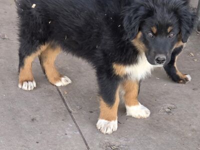 AKC Australian Shepherd puppies