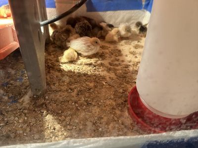 50 Button Quail Babies, 200 OBO For All Of Them
