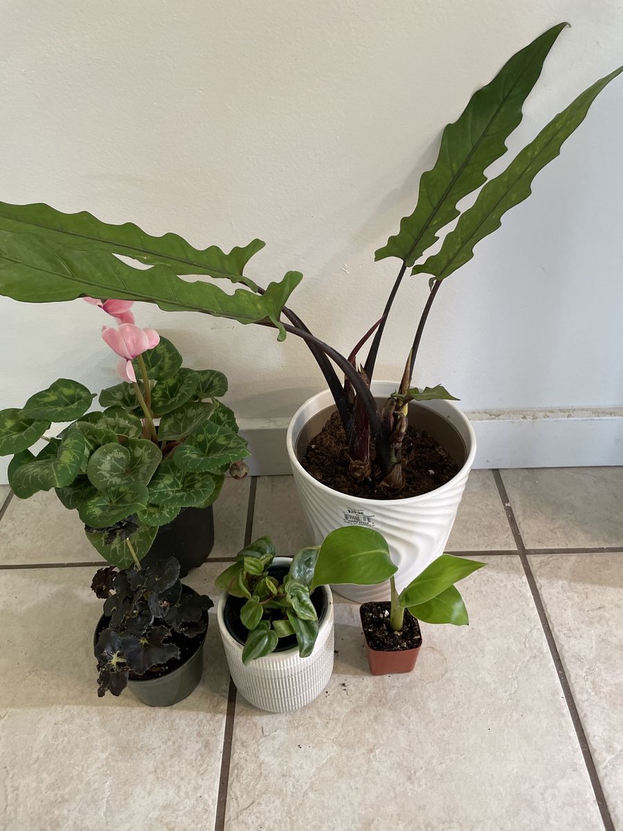 Houseplants