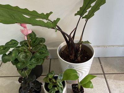 Houseplants
