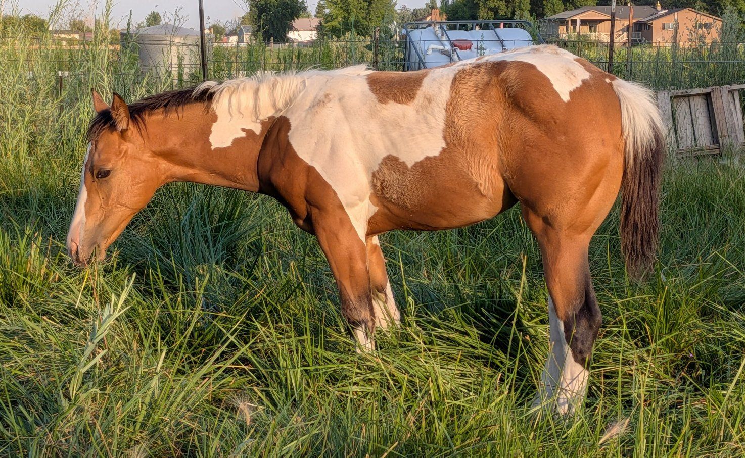 Flashy Buckskin Paint Filly – Born March 24