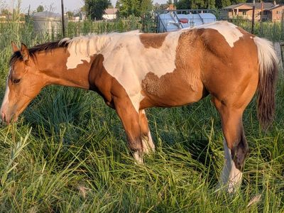 Flashy Buckskin Paint Filly – Born March 24