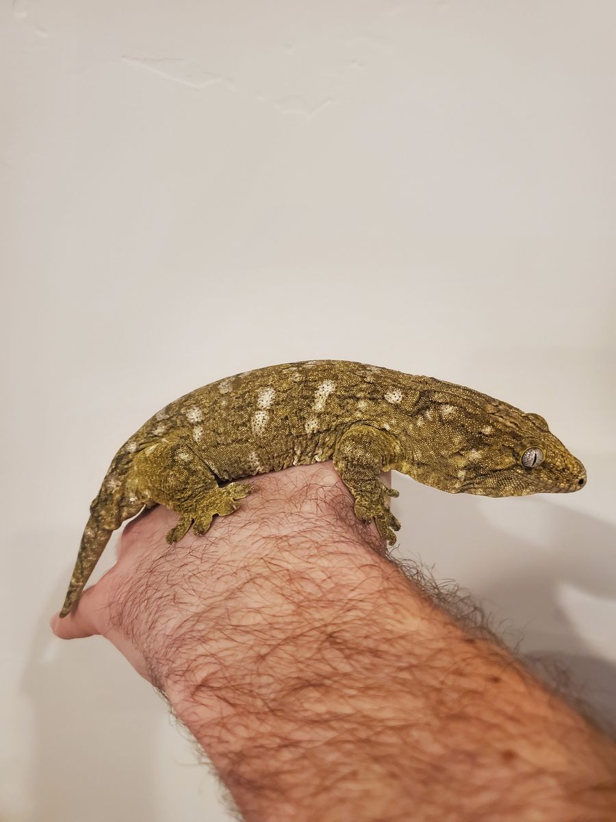 Pure Moro leachie