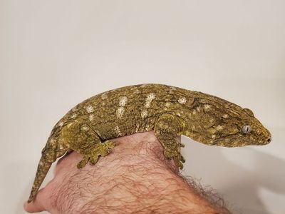 Pure Moro leachie