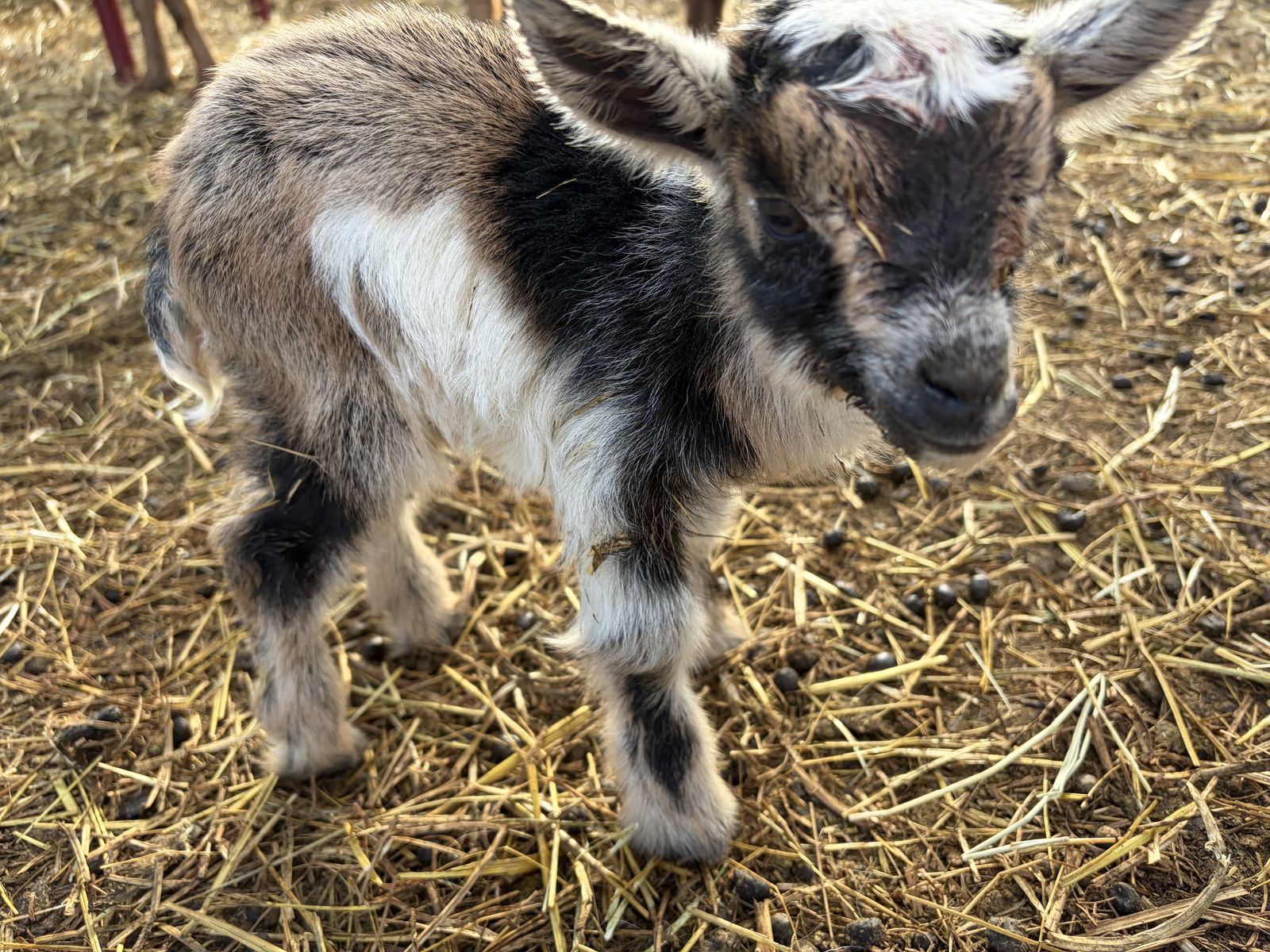 Bottle baby girl Nigerian dwarf goat