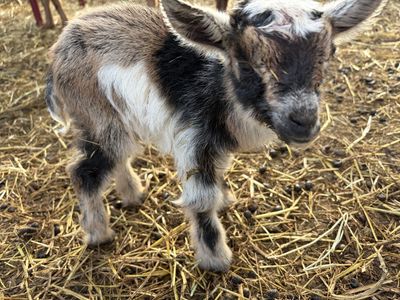 Bottle baby girl Nigerian dwarf goat