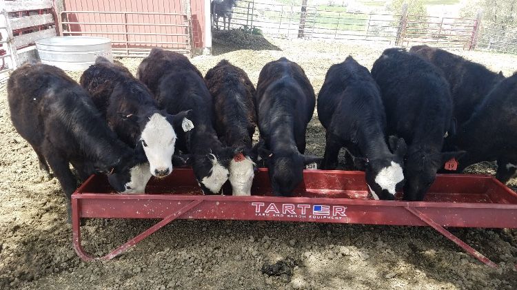 Heifer Calves