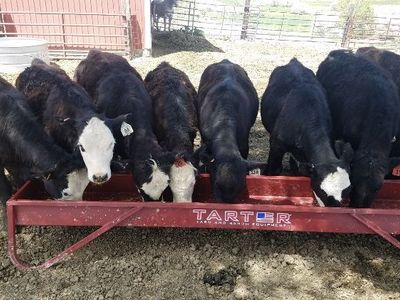 Heifer Calves