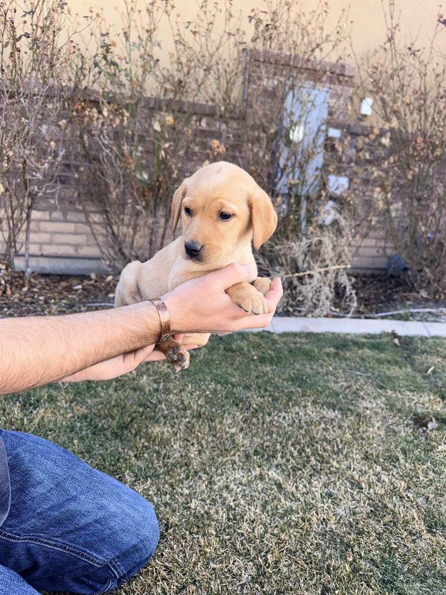 Hunting lab Puppies