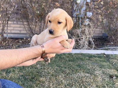Hunting lab Puppies