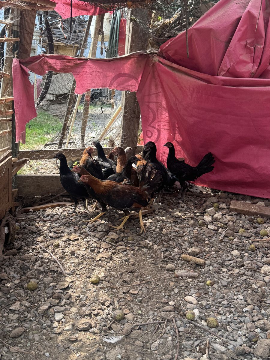 Young stags and pullets