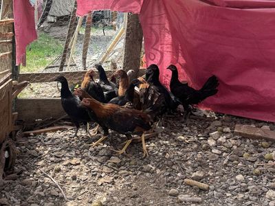 Young stags and pullets