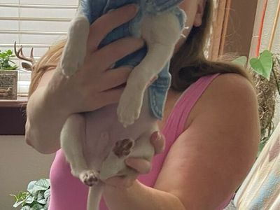 Male Chihuahua puppy