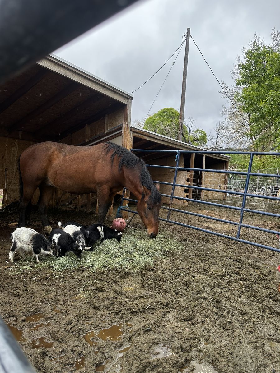 Nigerian Dwarf Goats In Southern Ut