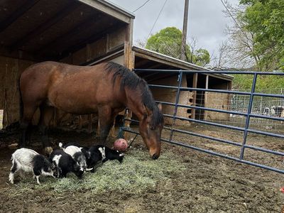 Nigerian Dwarf Goats In Southern Ut