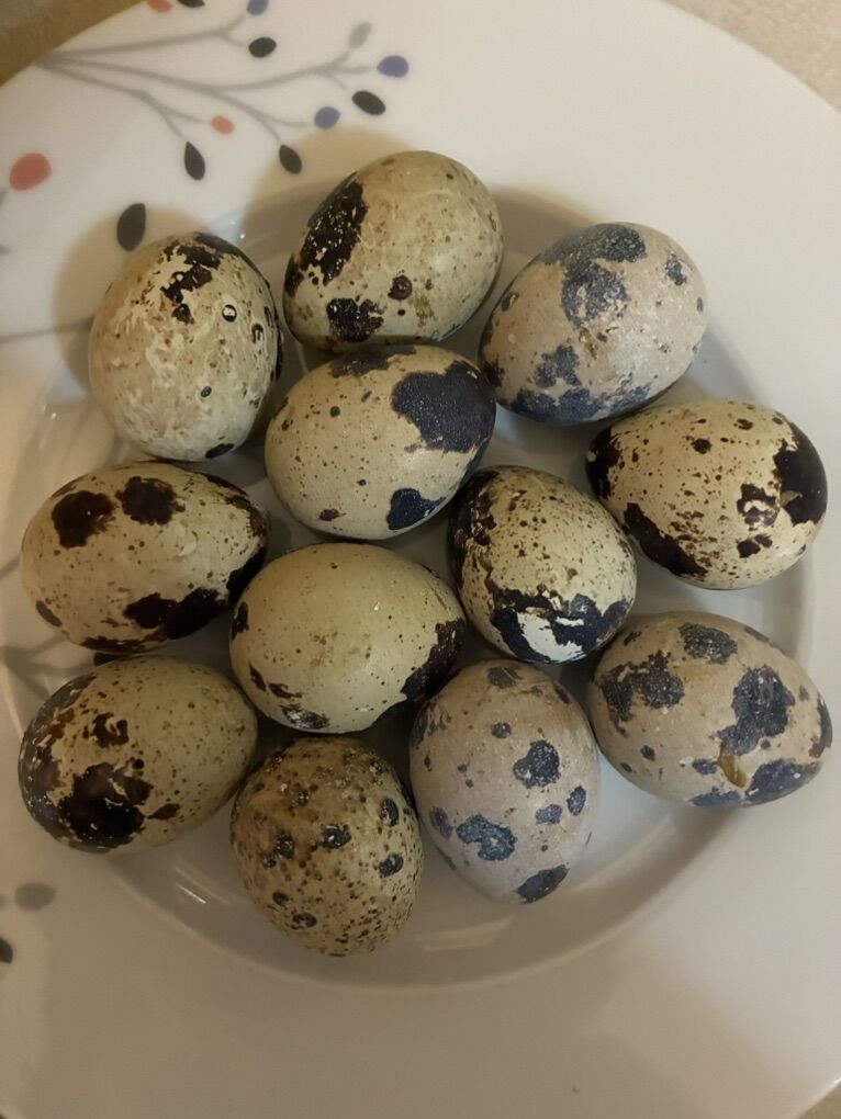 Coturnix Quail Eggs