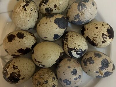 Coturnix Quail Eggs