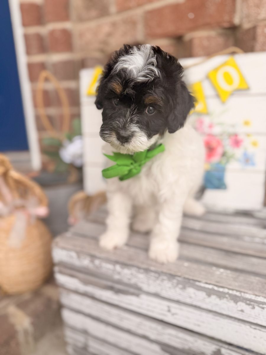 Cavapoo Puppies Tri Colored