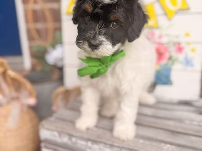 Cavapoo Puppies Tri Colored