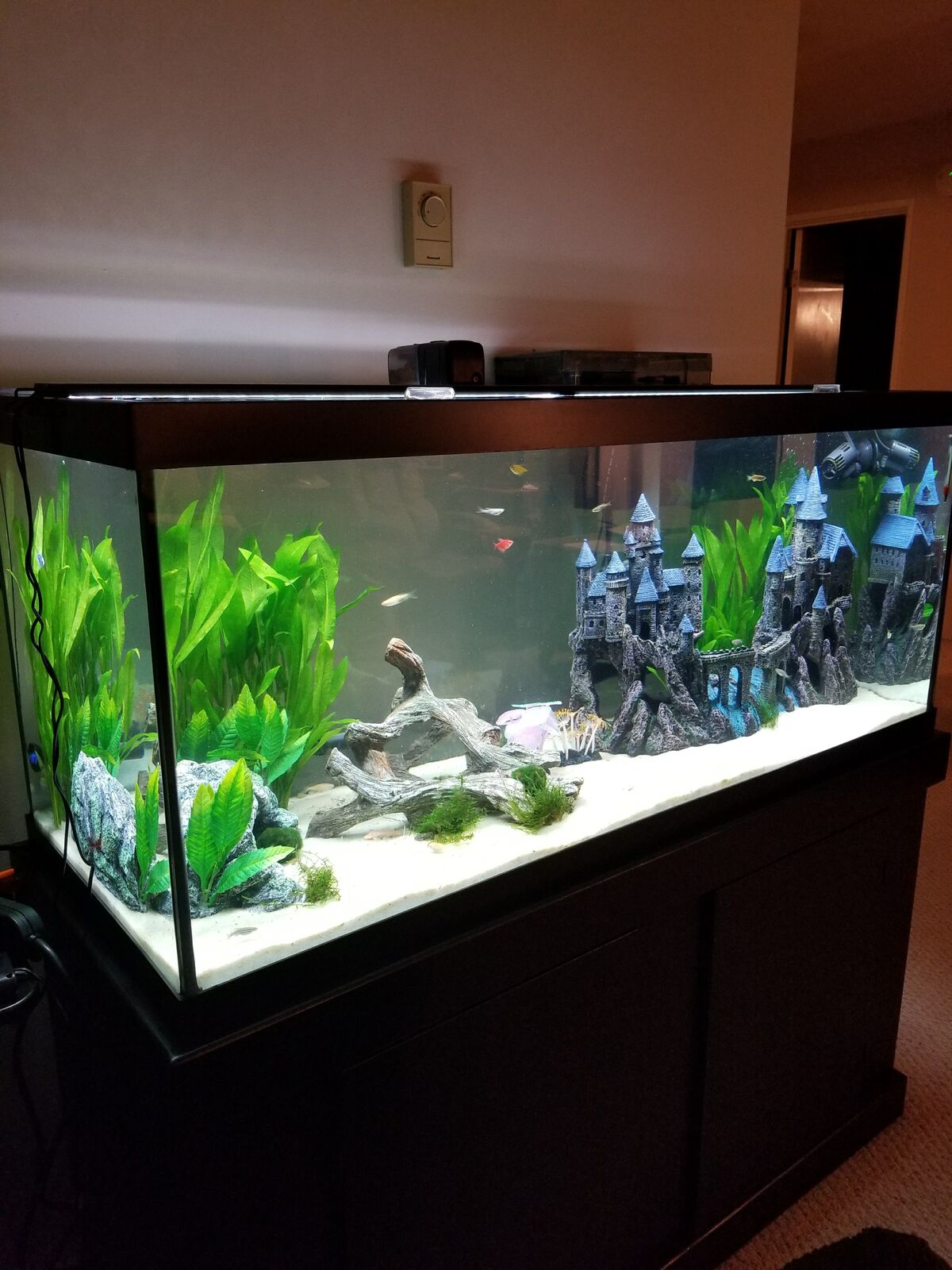 75 gallon freshwater aquarium