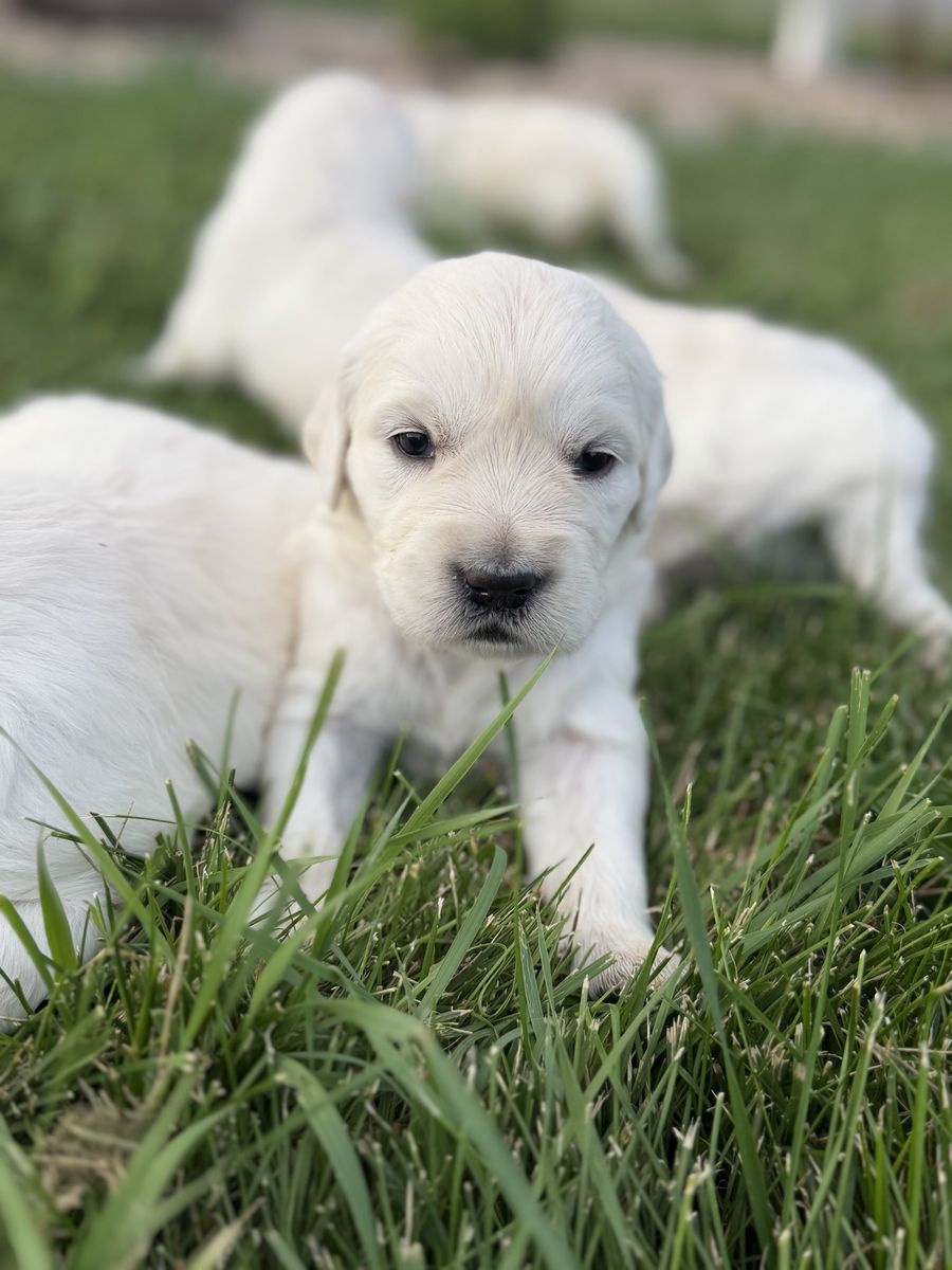 Adorable Golden Retriever Puppies
