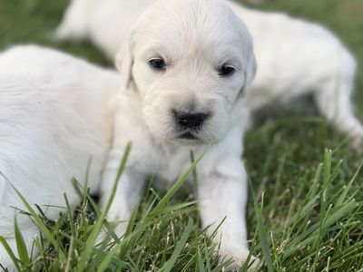 Adorable Golden Retriever Puppies