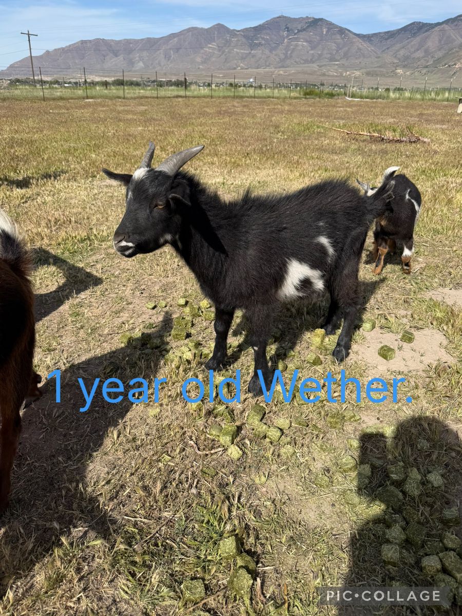 Nigerian Dwarf/ Mini Nubian