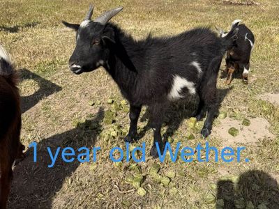 Nigerian Dwarf/ Mini Nubian