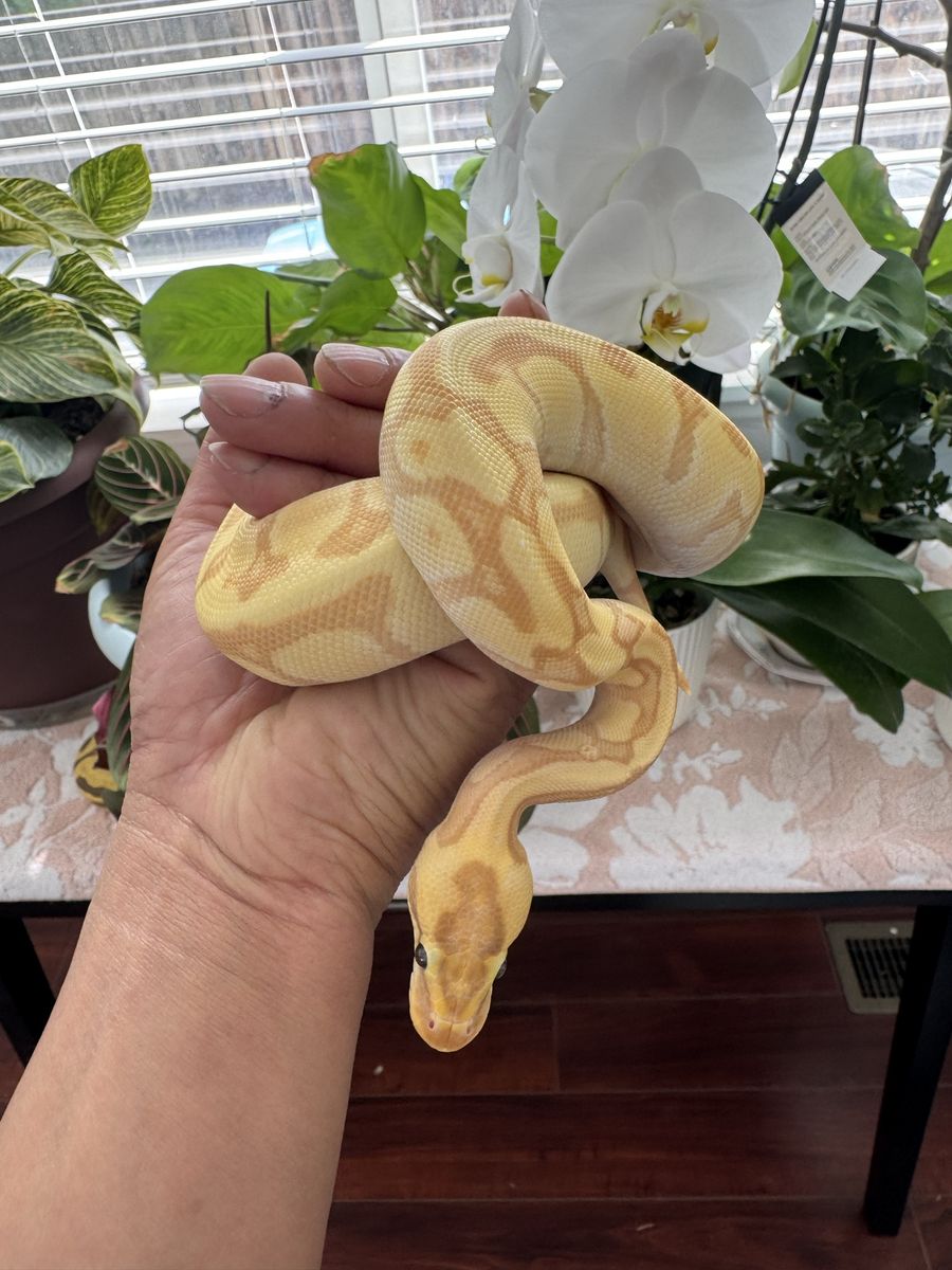 Male ball python Banana,super enchi ,Od  poss fire ,50%het clown. Pretty sure it’s het clown with that head stamp